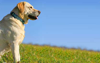 Imagem da galeria Pet Vida