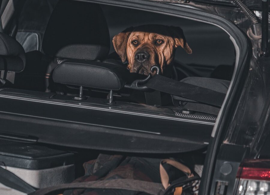 Táxi Dog